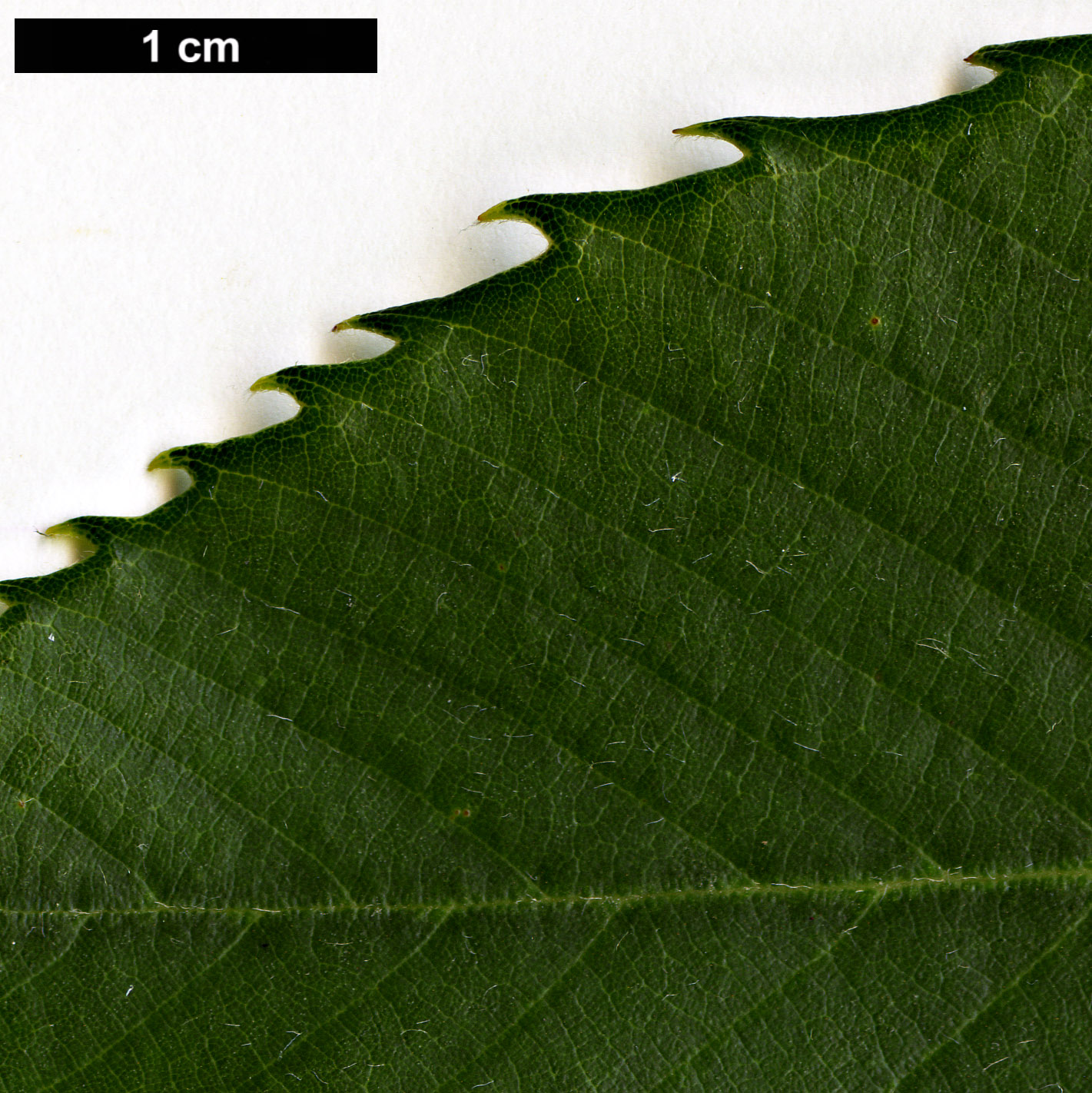 High resolution image: Family: Fagaceae - Genus: Quercus - Taxon: gambleana 